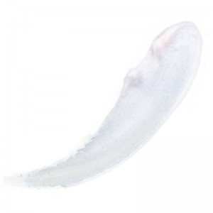 LIP BALM POD 02 COCONUT 